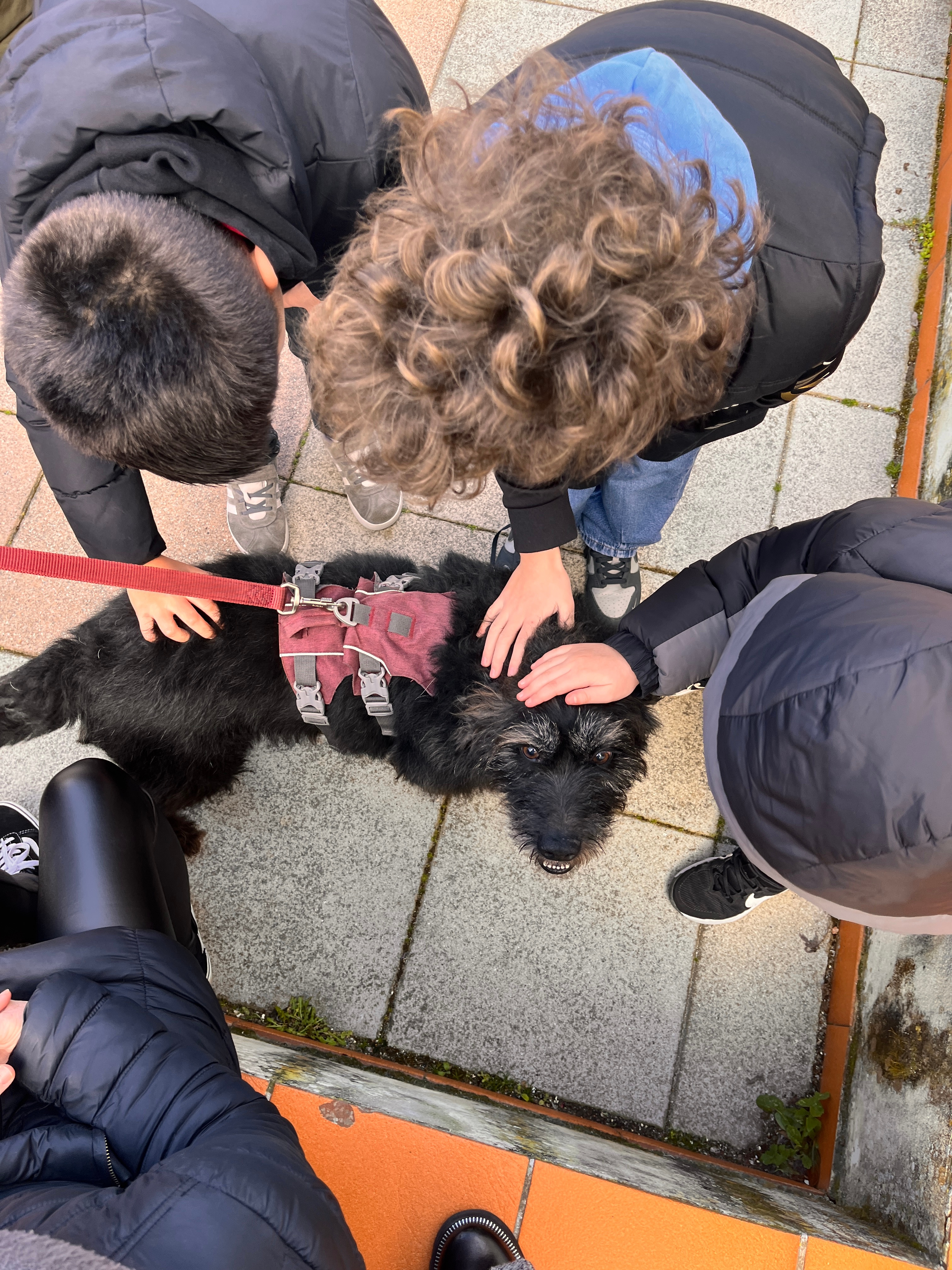 cuccioli al salvataggio